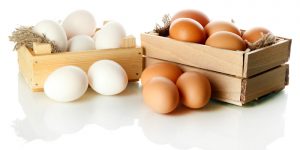 fatos sobre os ovos