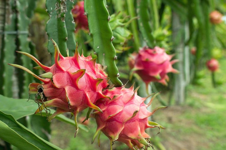 qual a história da fruta do dragão?