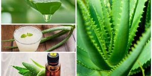 Aloe Vera