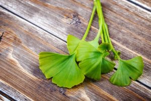 Benefícios do ginkgo biloba