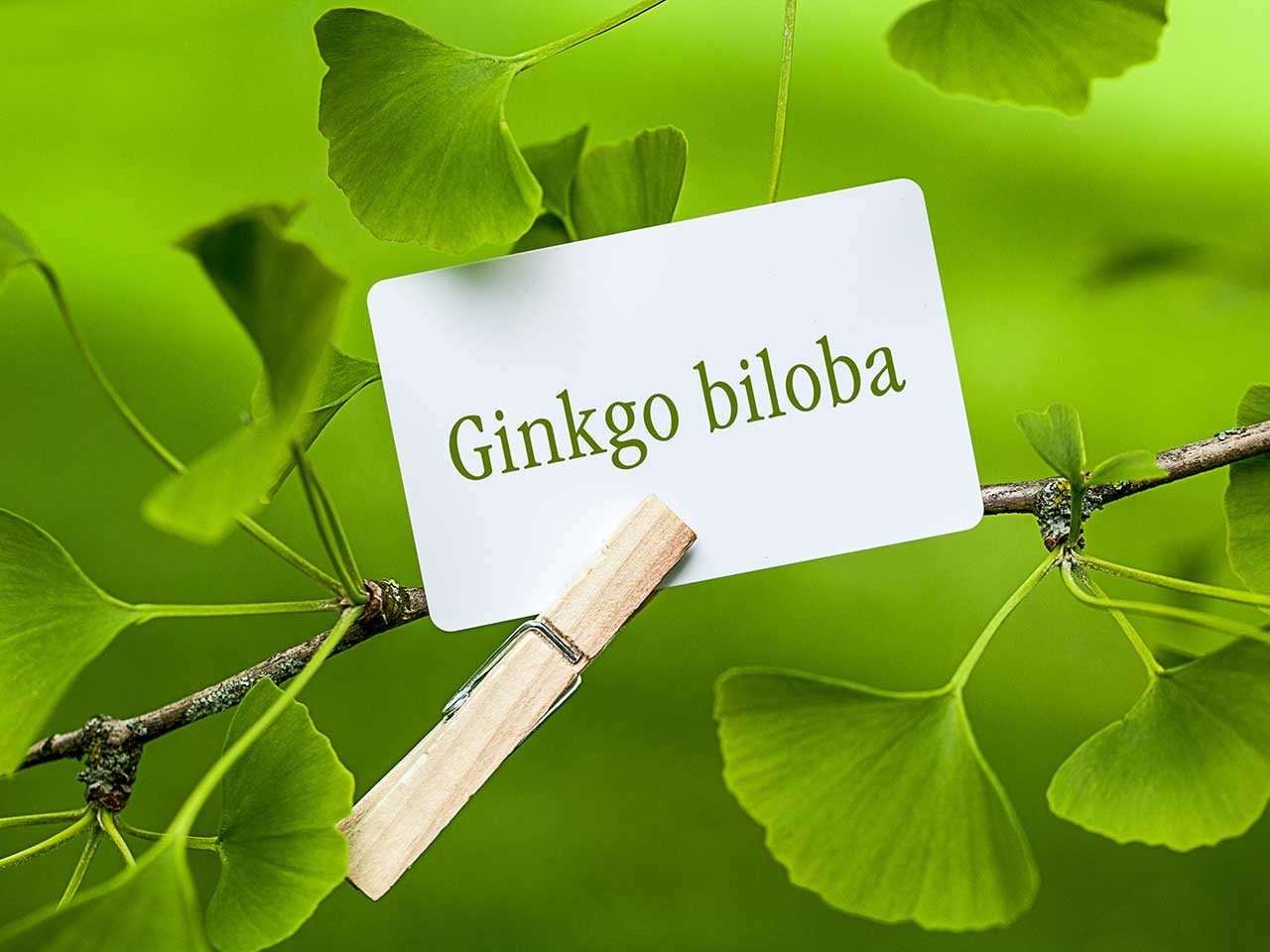 quais os benefícios do ginkgo biloba?