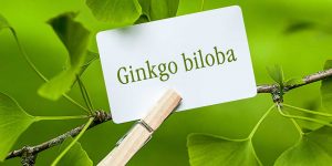 quais os benefícios do ginkgo biloba?