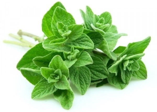 oregano