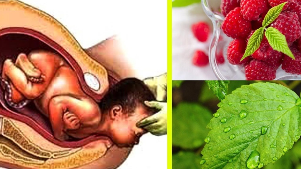 Benefícios do chá da folha de framboesa para gravidez: como usar e dicas