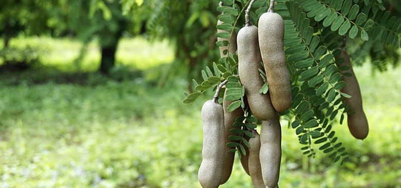 beneficios do tamarindo