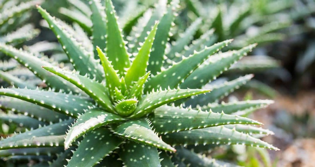 Aloe vera faz bem para pele, cabelo, imunidade, digestão: veja os 7 benefícios