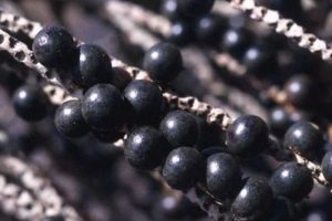Acai para Saude Acai para Saude
