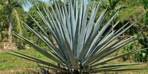 agave