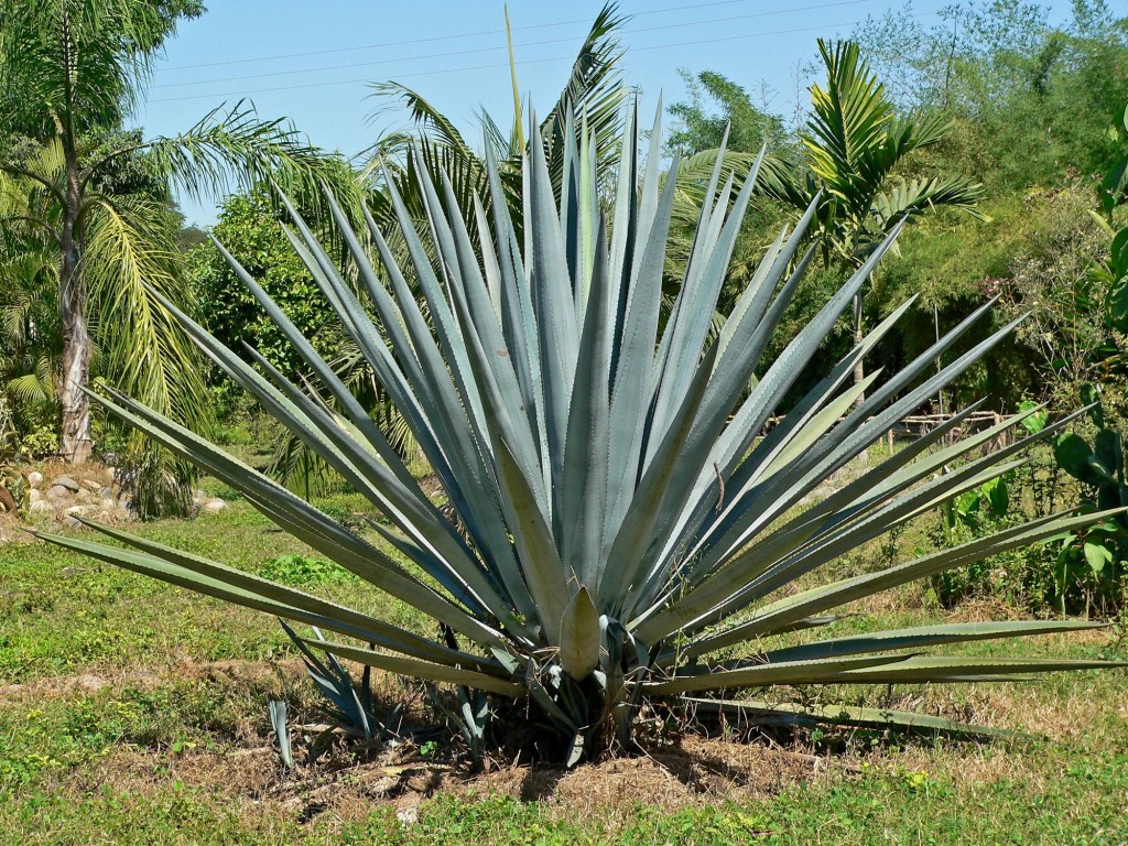 agave