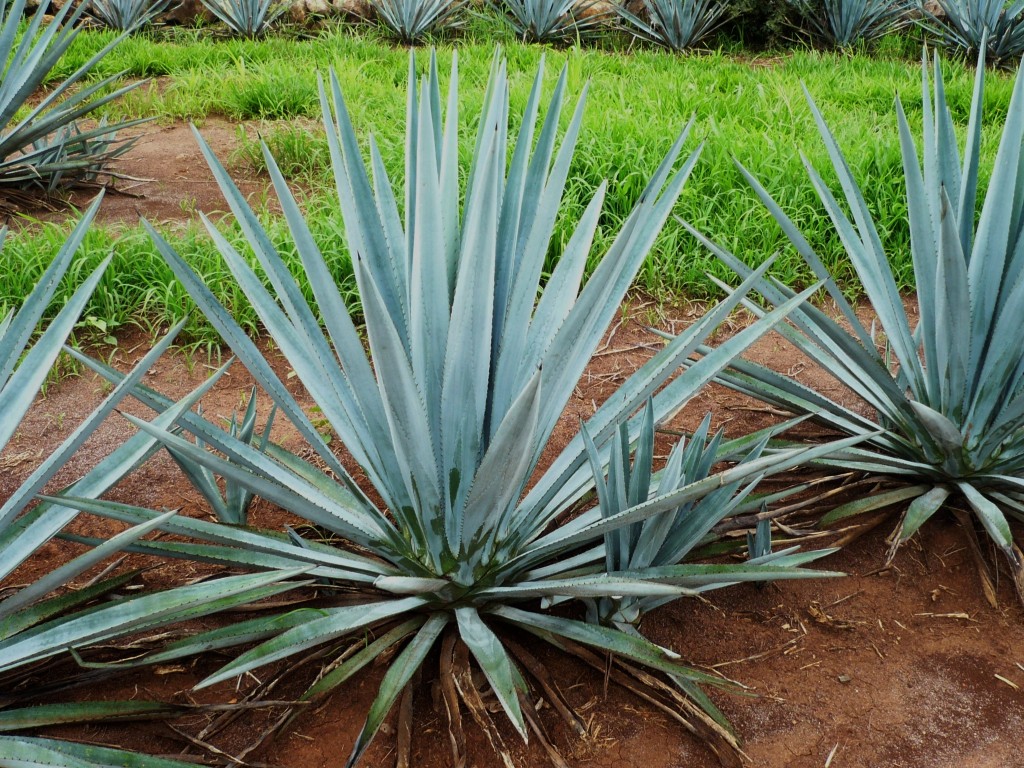 Agave reduz o colesterol, trata prisão de ventre: veja os 6 benefícios