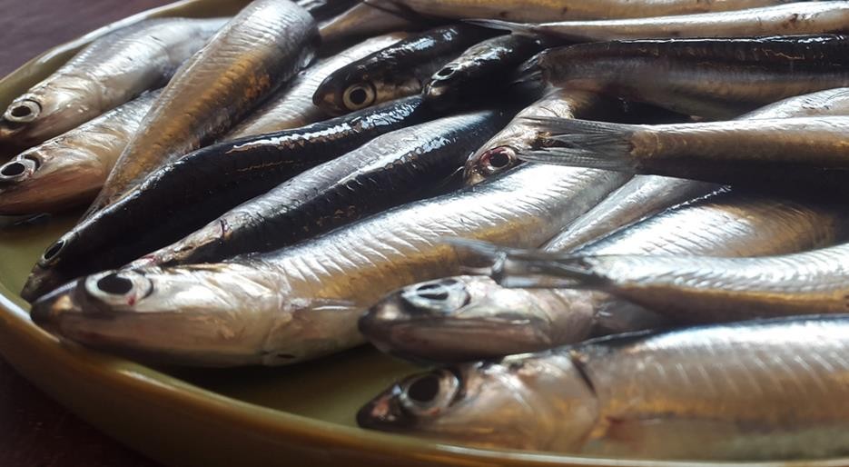 Anchovas ajuda na perda de peso, fortalece os ossos: veja os 7 benefícios