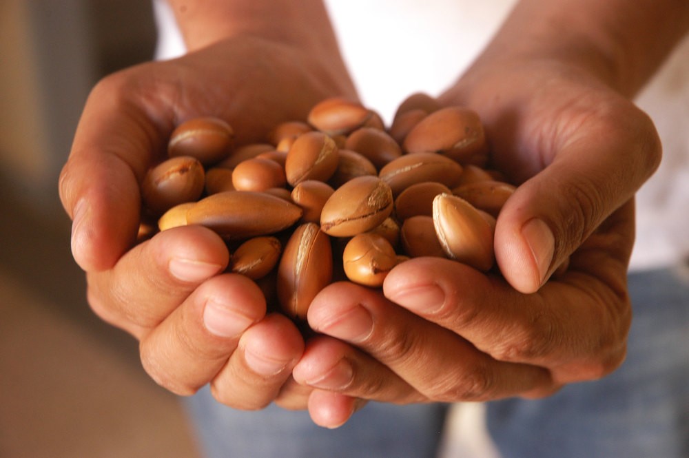 óleo de argan no cabelo