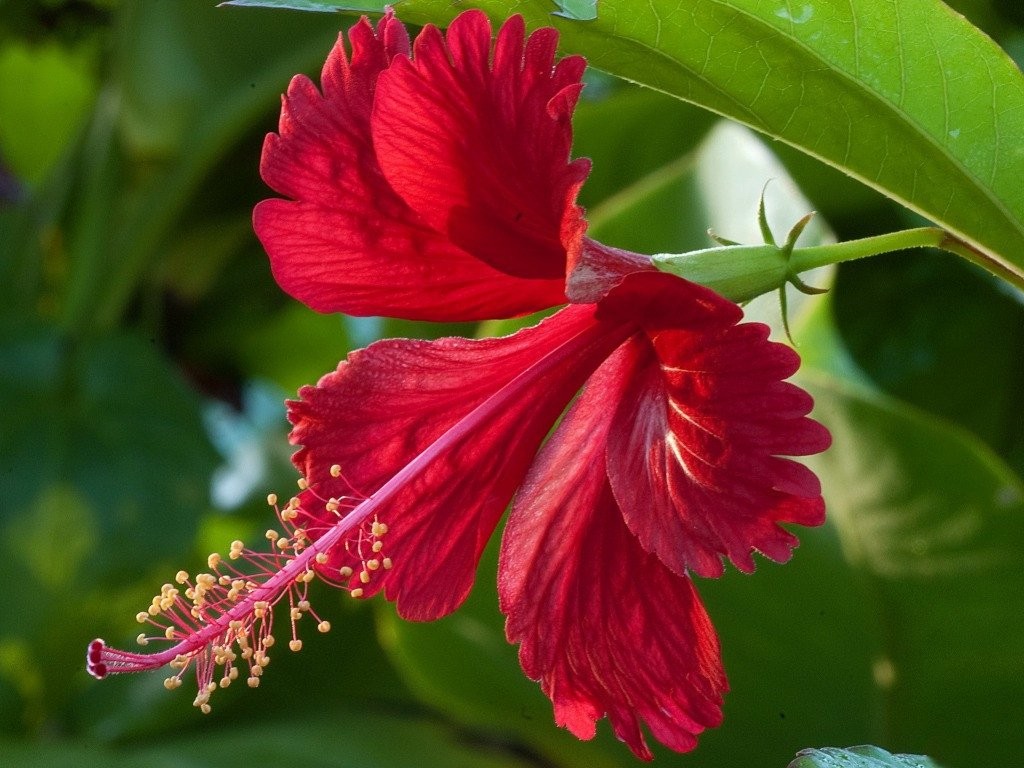 hibisco