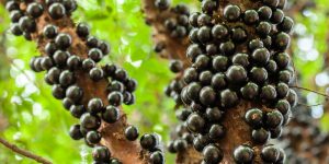 jabuticaba