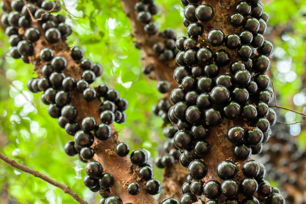 jabuticaba