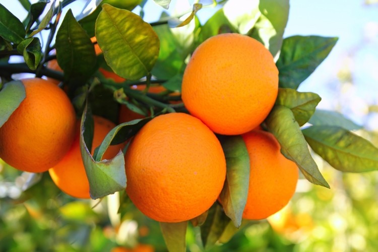 o que é a laranja?