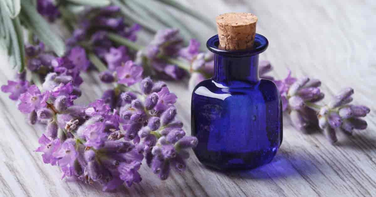 oleo de lavanda para o cabelo