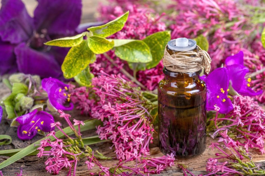 Óleo de sálvia para cabelo: como usar, benefícios, malefícios e receitas