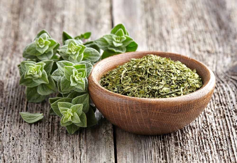 oregano