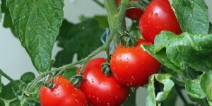 tomate para o cabelo