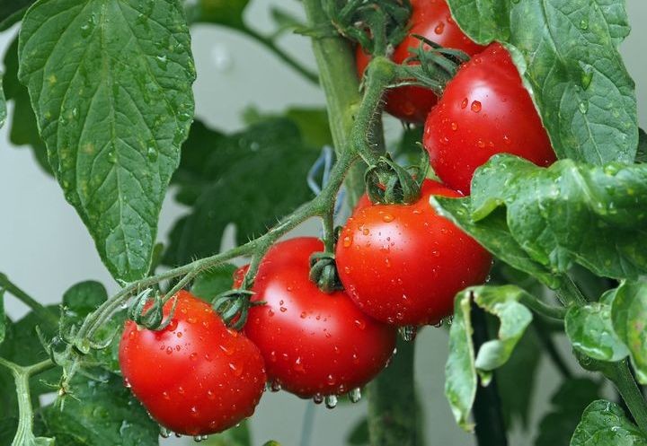 tomate para o cabelo