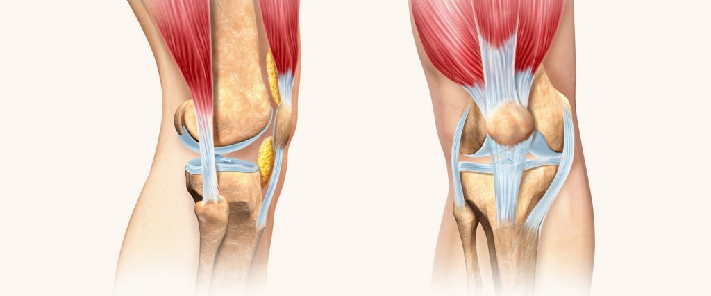 fortalecer os tendões e ligamentos