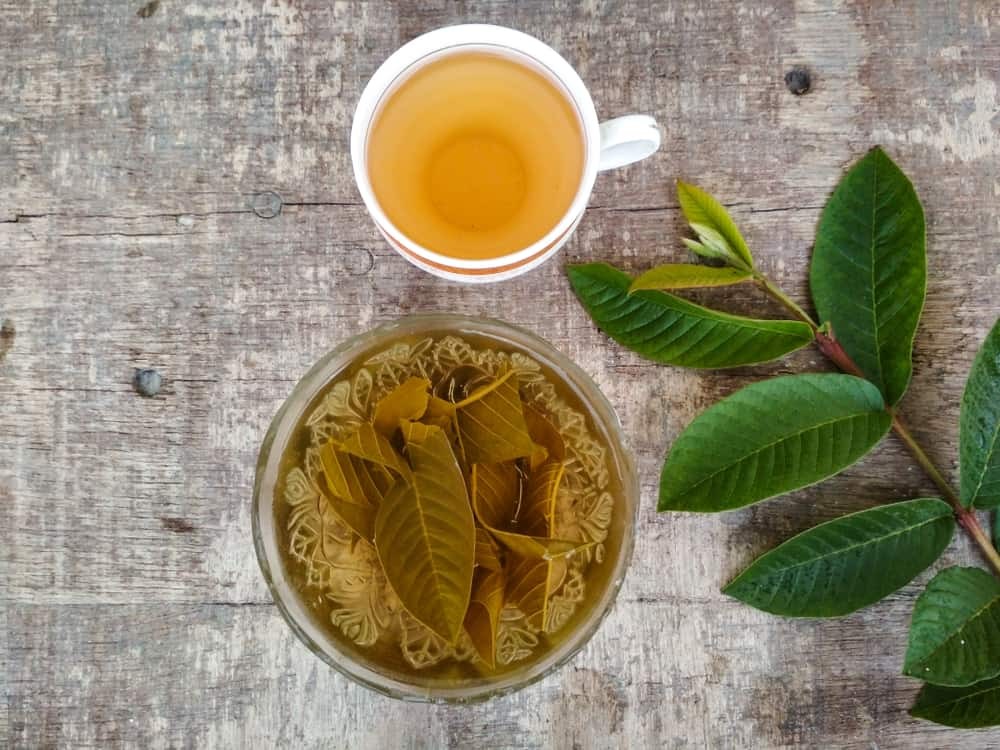 Chá de folha de goiaba é bom para tosse, perda de peso: veja os 7 benefícios