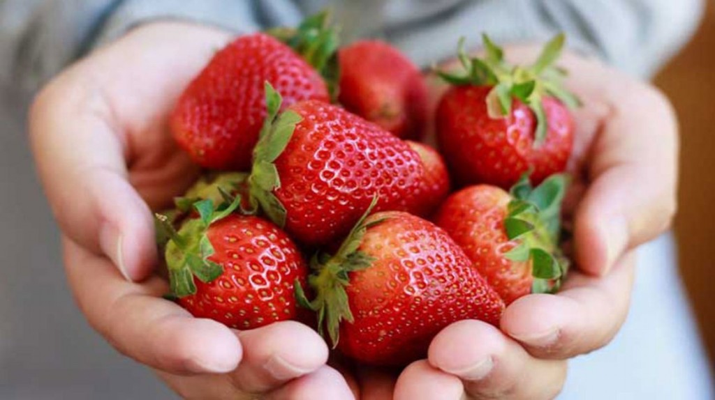 10 melhores frutas vermelhas: benefícios, receita e malefícios