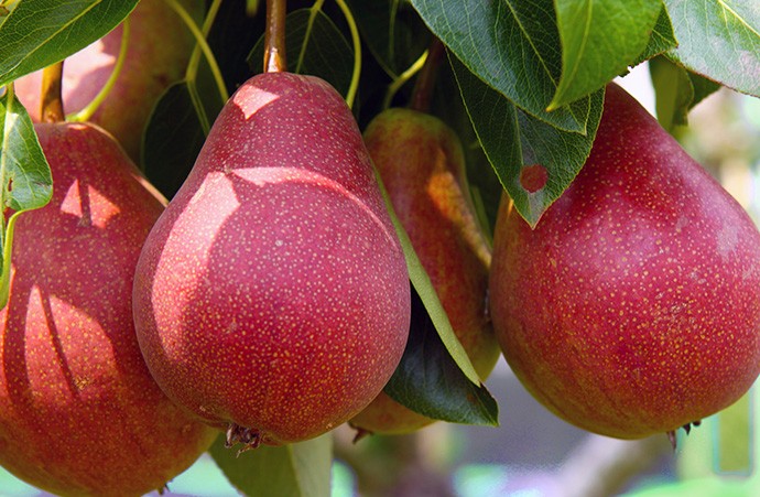 10 melhores frutas vermelhas: benefícios, receita e malefícios